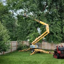 Best Fruit Tree Pruning  in Aragon, GA